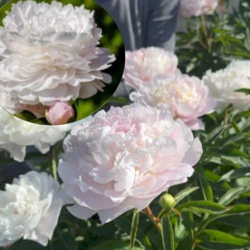 Paeonia lactiflora 'Snow Cloud' - Valgeõieline pojeng 'Snow Cloud'